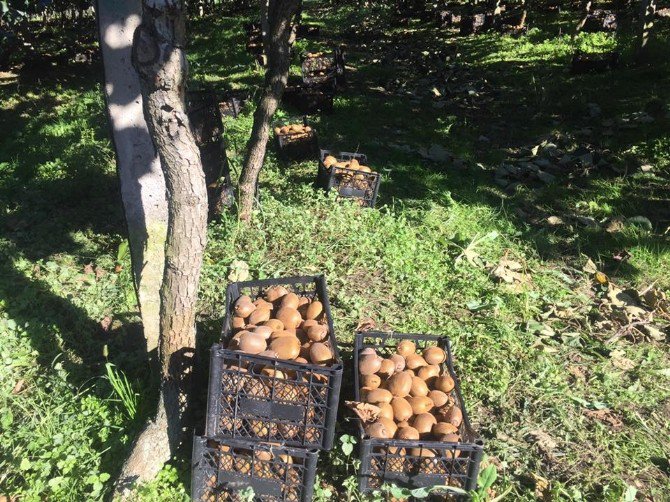 Çarşamba’da Kivi Yüz Güldürüyor