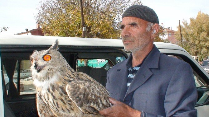 Yaralı ’Puhu’ Kuşuna Vatandaşlar Sahip Çıktı