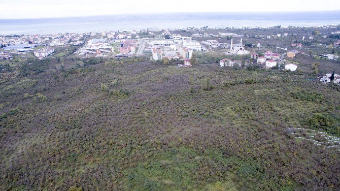 Ordu, Eğitim Ve Araştırma Hastanesine Kavuşuyor