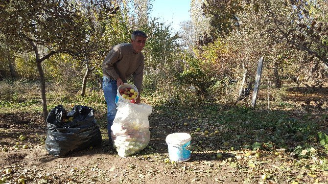 Tatvan’da "Kışlık Elma" Hasadı