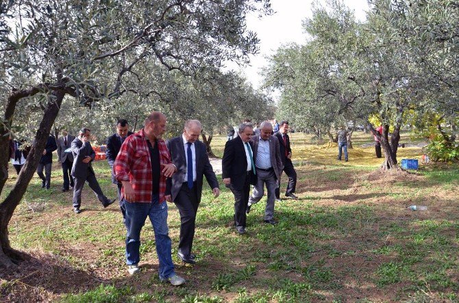 Vali Ceylan Zeytin Hasadına Katıldı