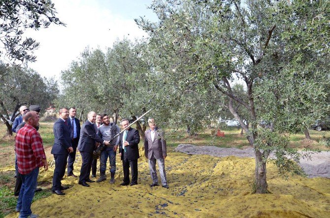 Vali Ceylan Zeytin Hasadına Katıldı