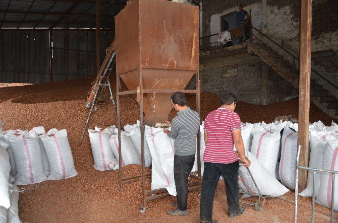 Fındık Kabuğu Kömürle Yarışıyor