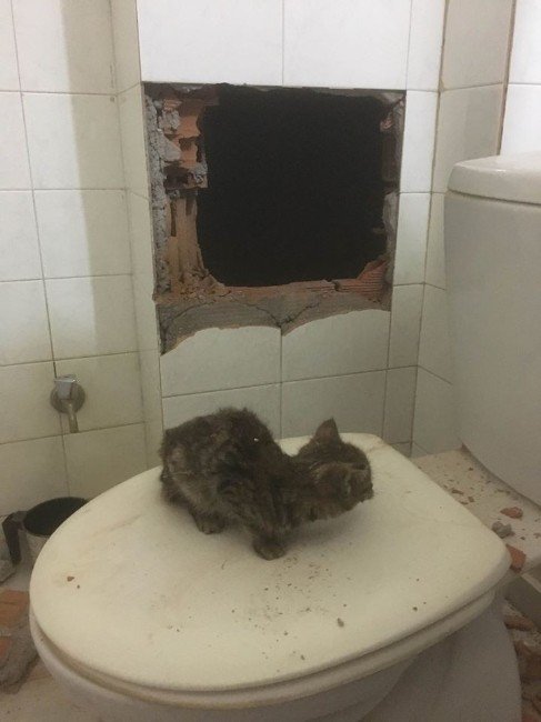 Havalandırma Boşluğuna Düşen Kedi İtfaiye Ekiplerince Kurtarıldı