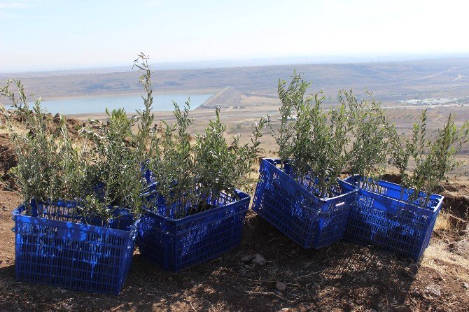 5 Bin Adet Zeytin Fidanının Dikimi Yapıldı