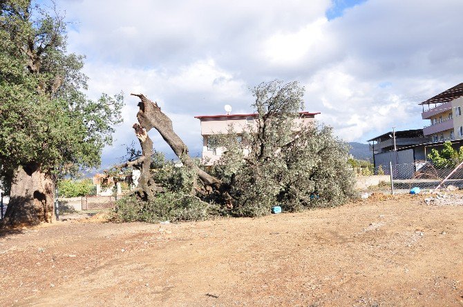 Milas’ta Hortum Bine Yakın Ağaca Zarar Verdi