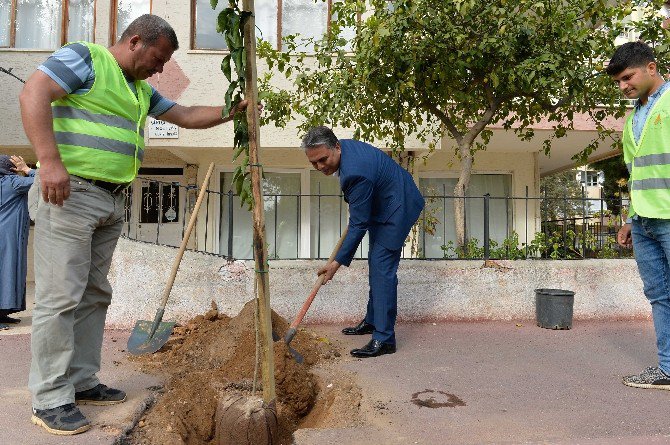 Başkan Uysal İlk Turunç Fidanını Dikti