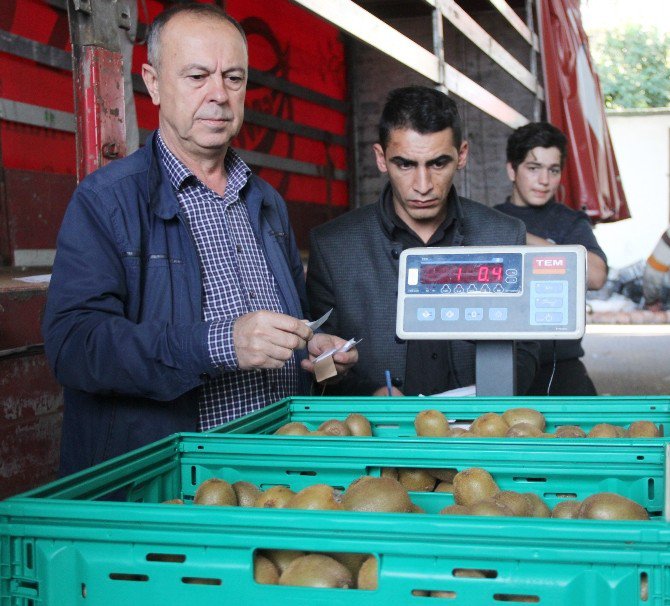 Rize’de Kivi Hasadı Başladı