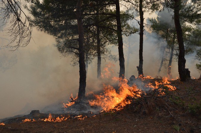 Tokat’ta Orman Yangını