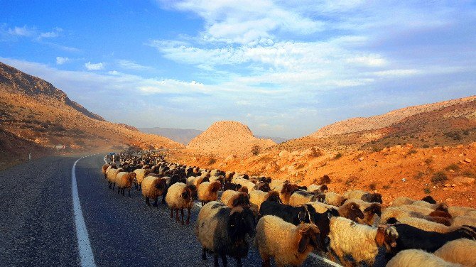 Koyun Sürülerinin Göç Yolculuğu Başladı, Tüneller Ortak Kullanılıyor