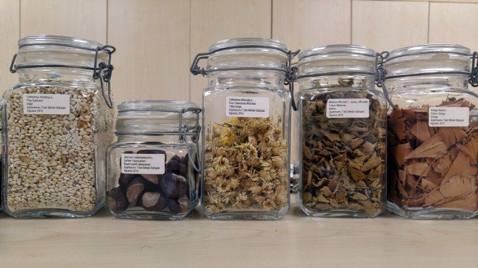 ’Ata Tohumlar’ Ücretsiz Dağıtılacak