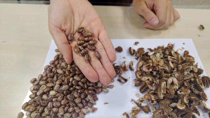 ’Ata Tohumlar’ Ücretsiz Dağıtılacak