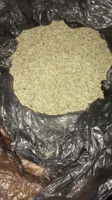 Yüzlerce Genci Zehirleyecek Bonzai İle Yakalandı