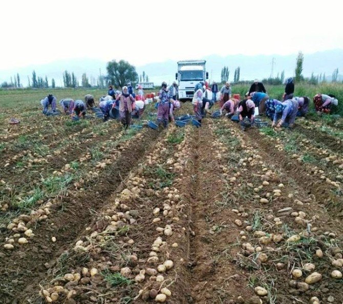 Güz Patatesi Hasadı Başladı, Ürünler Hallere Gönderildi