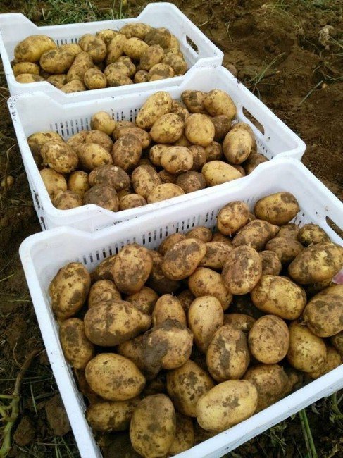 Güz Patatesi Hasadı Başladı, Ürünler Hallere Gönderildi