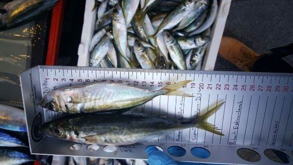 Samsun’da Bin 772 Kilo Balığa El Konuldu