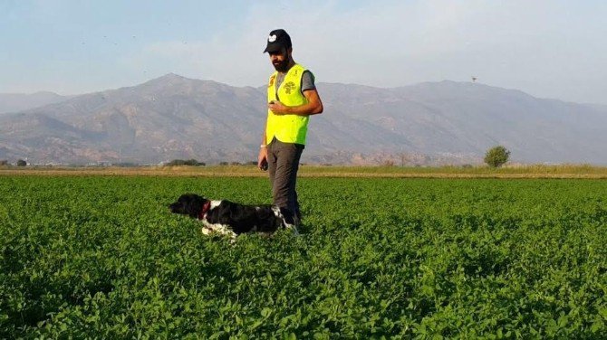 Kaybolan Av Köpeğini Bulana Para Ödülü Verecek