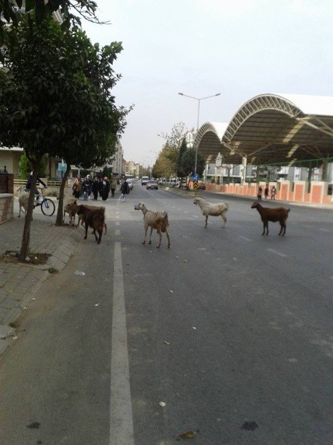 Aydın’da Keçilerin Bulvar Turu