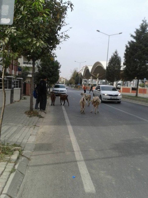 Aydın’da Keçilerin Bulvar Turu