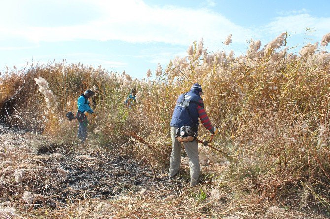 Beyşehir Gölü Kıyılarında Sucul Bitkilerinin Kesimi Yeniden Başladı