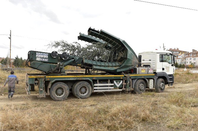 Mamak’ta Ağaçlar Kesilmiyor, Naklediliyor