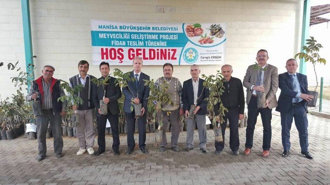 Ceviz, Ahmetli’de Yaygınlaşacak