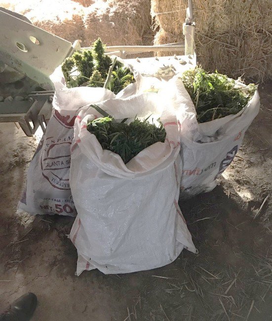 Manisa’da Çiftliğe Uyuşturucu Operasyonu