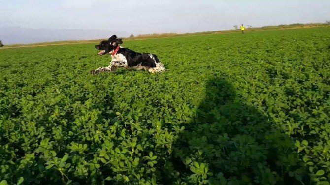 Kaybolan Av Köpeğini Bulana Para Ödülü Verecek