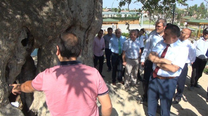 Tarihi Çınar Kuruma Tehlikesiyle Karşı Karşıya