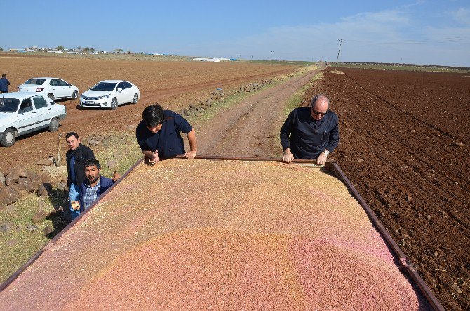Tigem’den ’Tarla Günü’ Etkinliği