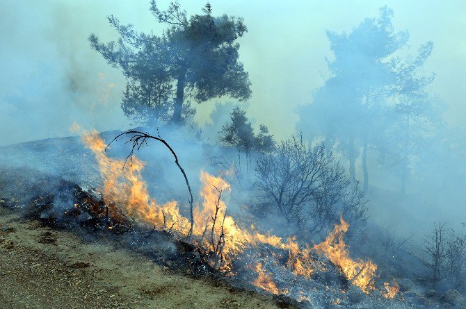 Tokat’ta Orman Yangını Devam Ediyor