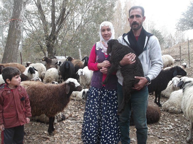 Varto Sydv’nin Dağıttığı Koyunlar Çift Doğuruyor