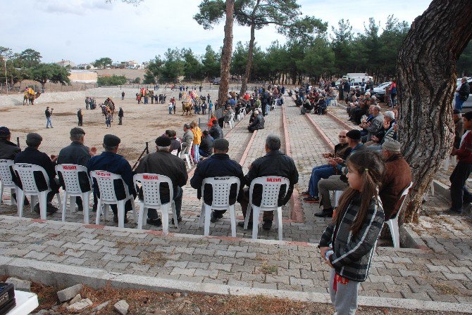 Güreş Develeri Sahaya İndi