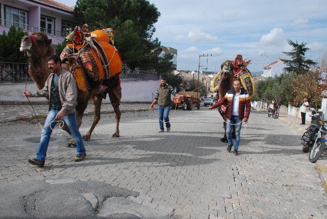 Güreş Develeri Sahaya İndi