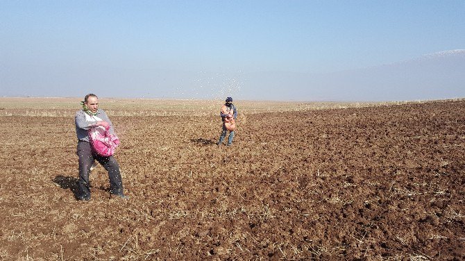 Bitlis’te Buğday Ekimine Başlandı