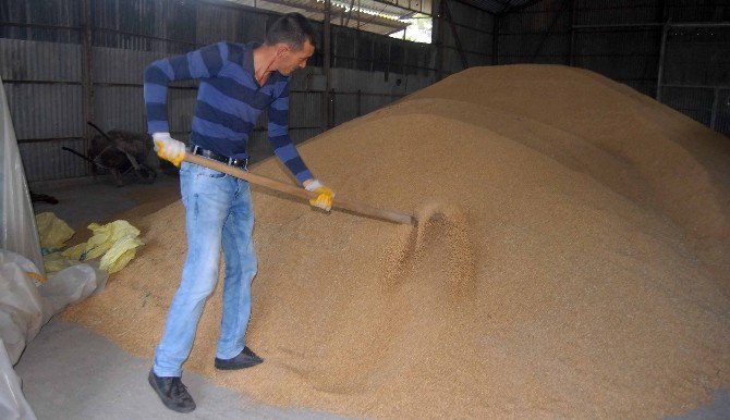 Dalaman Tigem’den Kıbrıs’a Tohumluk Buğday