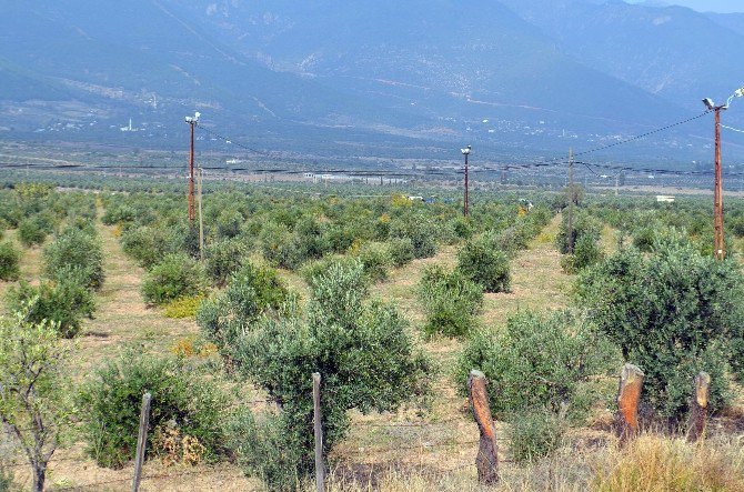 Çaldıkları Araçla Zeytin Çalan 2 Zanlıdan Biri Yakalandı