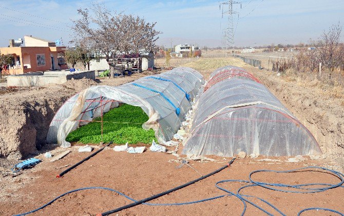 Toprağın 2 Metre Altına Sera Kurdu