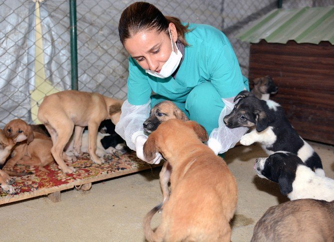 Büyükşehir, 10 Ayda Bin 51 Sokak Köpeğine Yuva Buldu