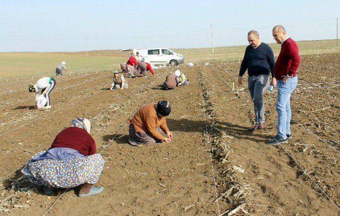 Milli Tohum Islah Çalışmalarında Kadın Emeği