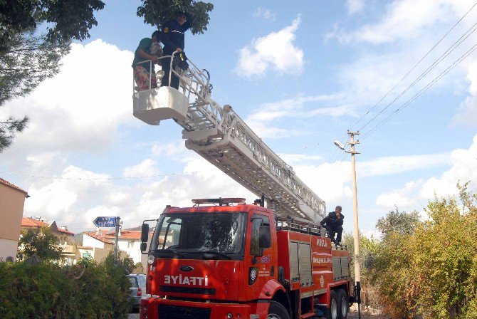 Ortaca’da Kedi Kurtarma Operasyonu