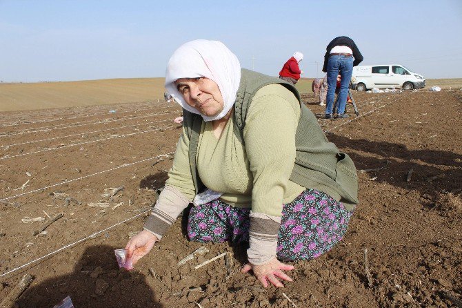 Milli Tohum Islah Çalışmalarında Kadın Emeği