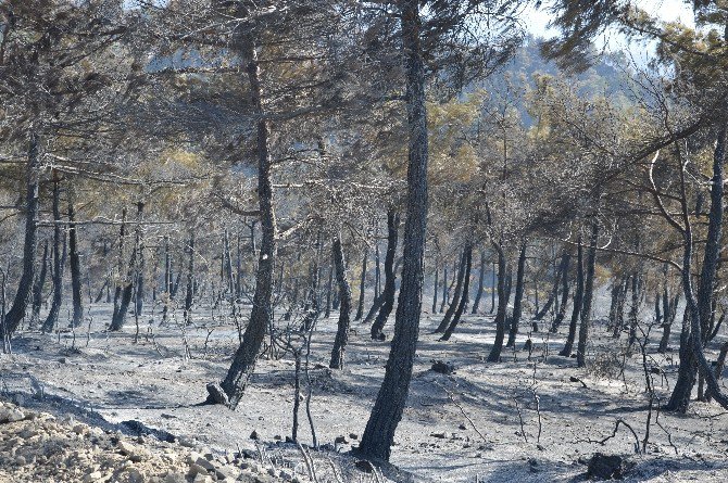 Tokat’ta 90 Hektar Ormanlık Alan Kül Oldu