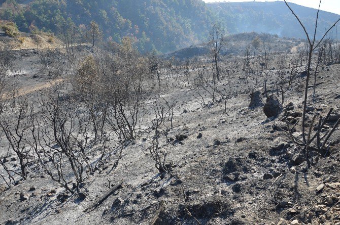 Tokat’ta 90 Hektar Ormanlık Alan Kül Oldu