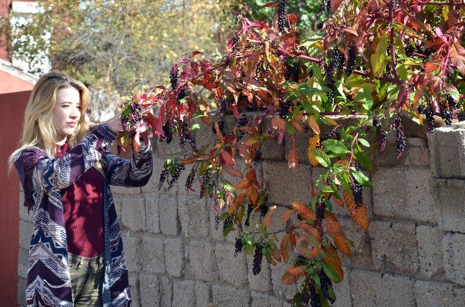 Bu Tabloların İçerisinde Kırmızıbiber Bile Var