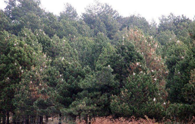 Kazdağları’nda Çam Kese Böceği Alarmı