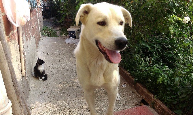 Yavru Kedi İle Köpeğin Dostluğu