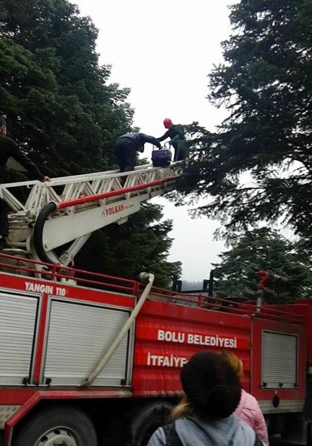 Çam Ağacında Kalan Kedinin İmdadına İtfaiye Ekipleri Yetişti