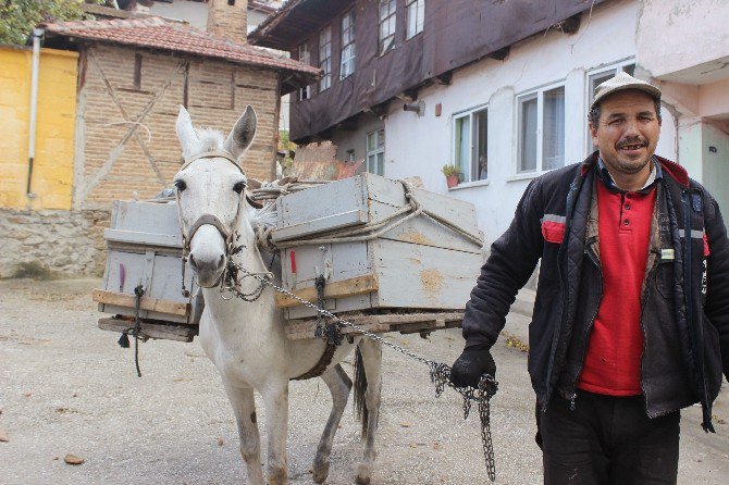 Belediyenin Kadrolu Eşeği