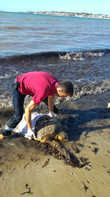 Fırtına İle Sahile Vuran Caretta Carettalar Bakıma Alındı